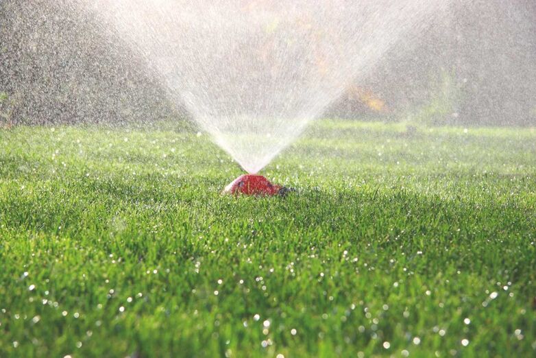 Schwab Rollrasen hat mit einem Hitze- und Trockenrasen eine Rollrasensorte im Portfolio, die auch an Standorten mit extremen Bedingungen wächst. Die Rasenmischung kann auch als Saatgut erworben werden. Sie enthält eine Gräserart mit besonders harten, breiten Blättern, denen auch starke Hitze und Sonneneinstrahlung nichts anhaben. Ihr sehr tiefes Wurzelwerk reicht bis zu zwei Meter tief und erschliesst sich bei Trockenheit die Feuchte und Kühlung aus der Tiefe. Doch je heisser die Zeiten, umso wichtiger wird die Bewässerung. Im Hochsommer sollte der Rasen mindestens einmal pro Woche kräftig gewässert werden, jedoch nicht öfter als zweimal pro Woche. Ideal ist eine Bewässerung mit 15 bis 20 Litern pro Quadratmeter. Das ergibt eine Bodendurchfeuchtung von 15 bis 20 cm. Damit erhalten die Gräser auch bei anhaltend hohen Temperaturen genug Wasser für eine Woche. Schwab-Rollrasen.