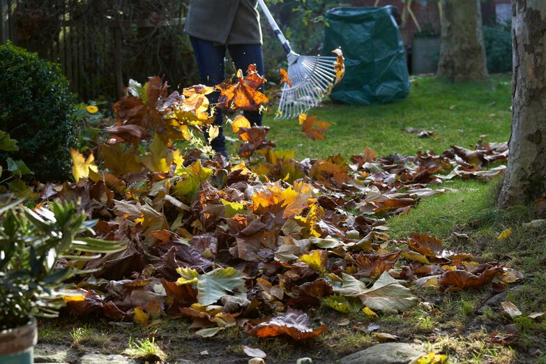 Effektiver und umweltschonender geht es nicht: der altbewährte Laubrechen überdauert alle modernen Technologien. Laub sollte nicht liegen bleiben. Ob im Frühjahr oder im Herbst, muss es vom Rasen und von Gehwegen entfernt werden. Das effizienteste Werkzeug zum Einsammeln ist und bleibt dabei der Laubrechen, denn er schont Kleintiere wie Regenwürmer, Käfer und Spinnen. Wer es für grössere Rasenflächen bequemer haben möchte, greift zu einem mechanischen Laub- und Rasensammler, der geräuscharm die Arbeit unterstützt. Zu Haufen aufgeschichtet, dienen die eingesammelten Blätter zwischen Beeten oder in einer ungenutzten Gartenecke als Winter-Unterschlupf für zahlreiche Kleintiere, insbesondere Igel. Gardena.