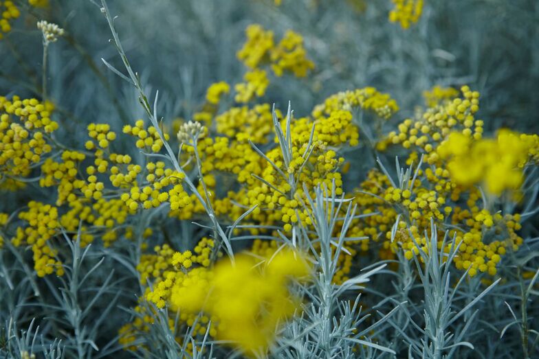 Das Currykraut ist ein immergrüner mediterraner Halbstrauch.