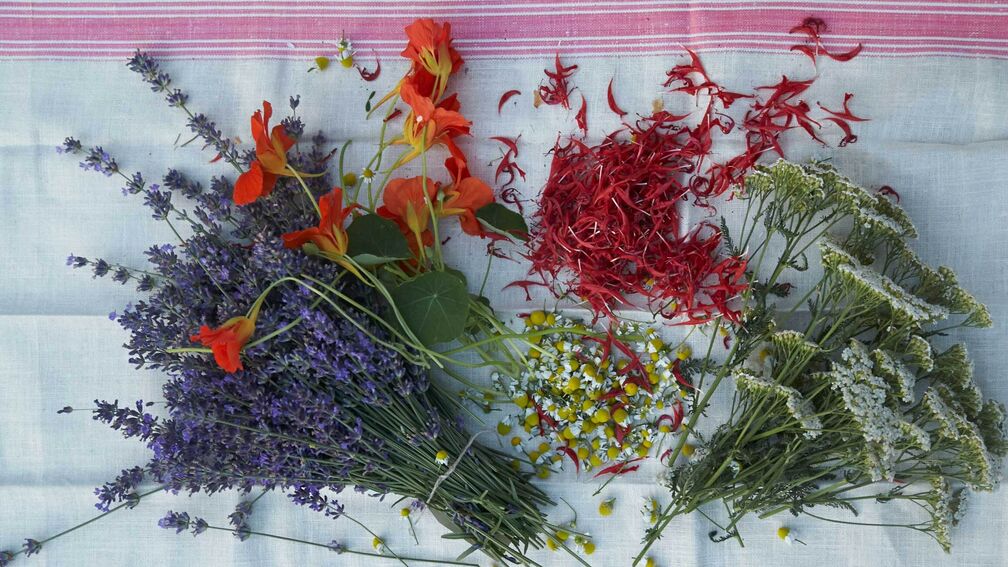 Blumen und Kräuter: zum Fressen gern