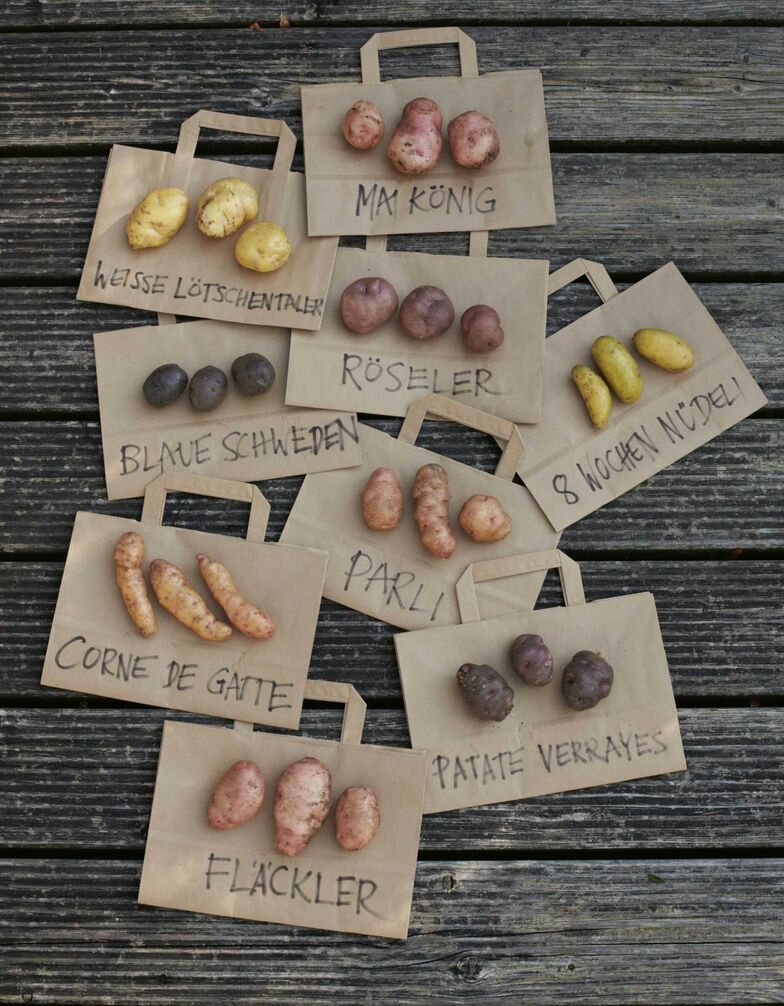 Kartoffeln lassen sich ganz einfach im Topf kultivieren.