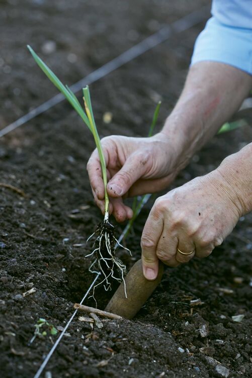 Ein Setzholz erleichtert das Umpflanzen.