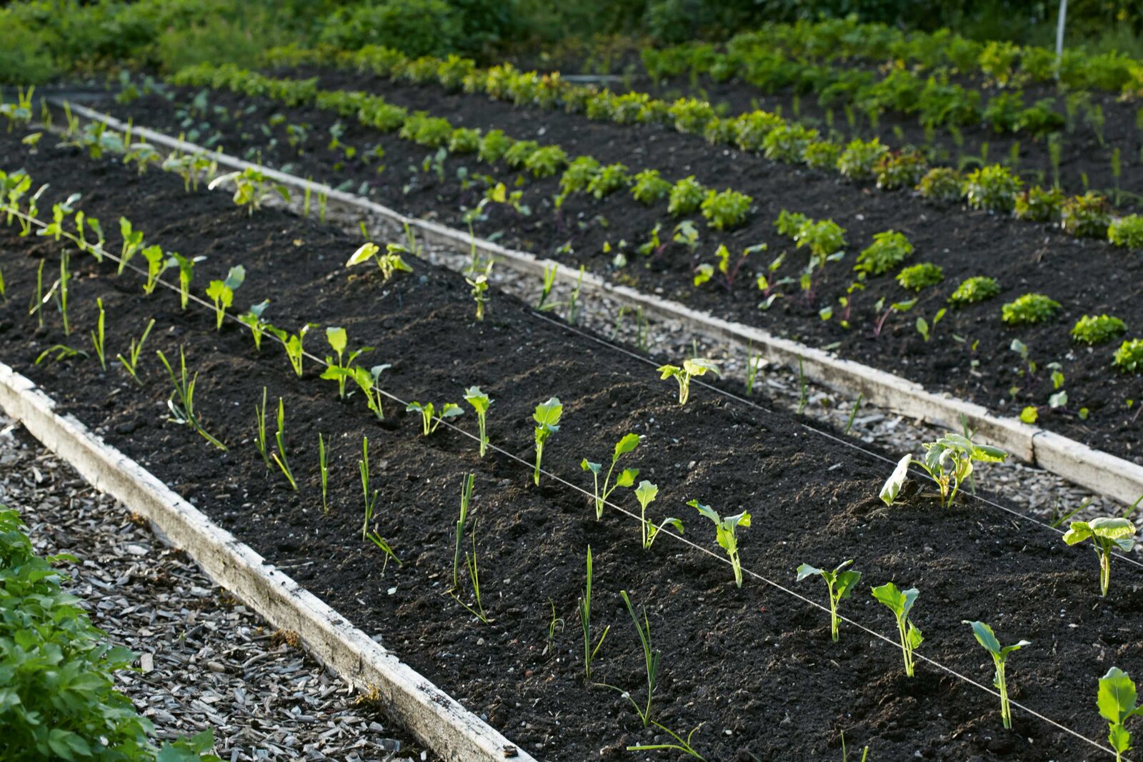 Eine gespannte Gartenschnur erleichtert das Pflanzen in Reih’ und Glied.