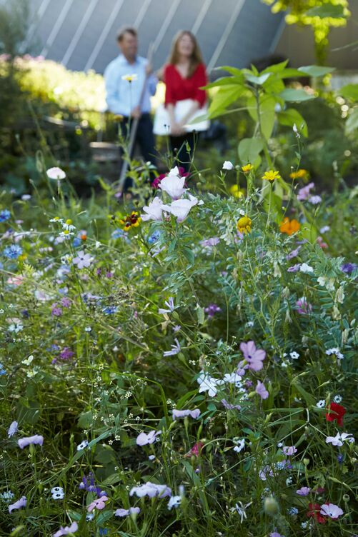 Eine Blumenwiese macht weniger Arbeit als ein Rasen und zieht Insekten an.