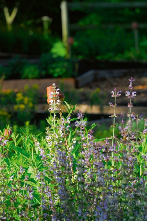 Kräuter brauchen kaum Pflege.