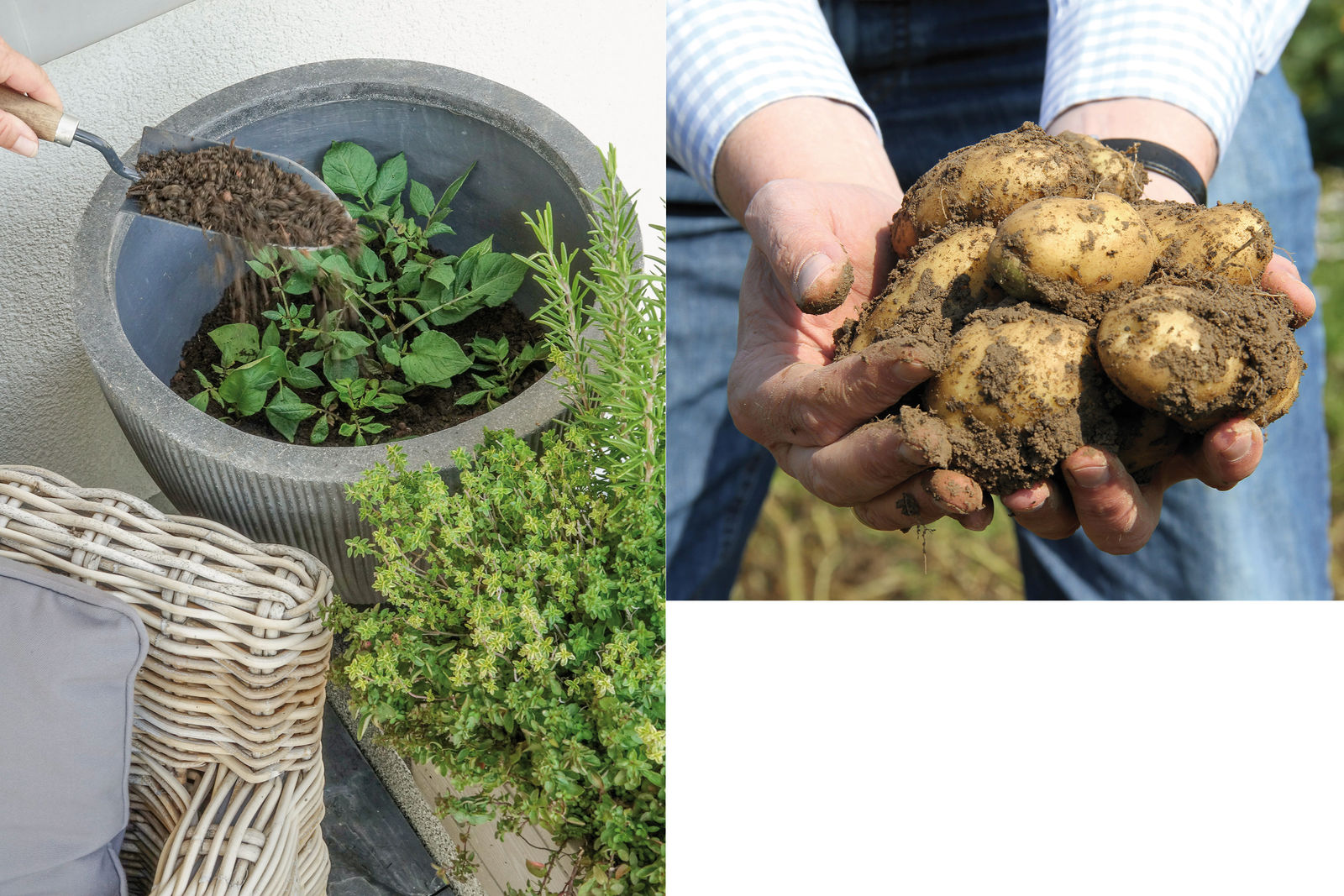 Kartoffeln selber anzubauen war noch nie so einfach. Erstmals werden in Schweizer Gartencentern vorgezogene Jungpflanzen angeboten, die man direkt ins Beet setzen kann, auch in kleiner Stückzahl für Balkongarten, Hochbeet oder grosse Töpfe. Die robuste ungarische «Sarpo», erhältlich in fünf Sorten, ist widerstandsfähig gegenüber Braunfäule und Viren und verspricht eine reiche Ernte. Jardin Swiss.